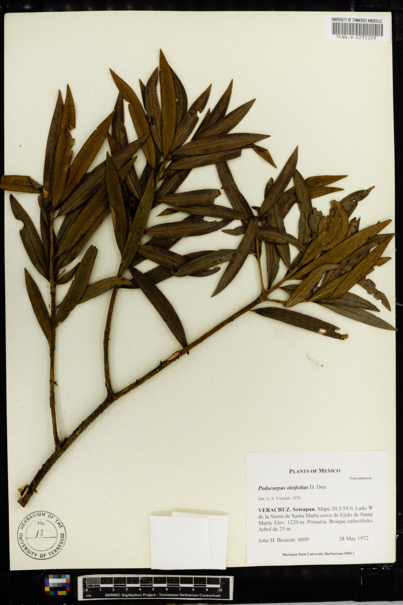 Podocarpus oleifolius image