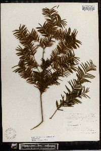 Taxus globosa image