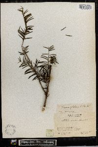 Taxus globosa image