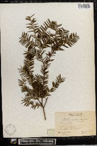 Taxus globosa image