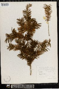 Taxus globosa image