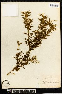 Taxus globosa image