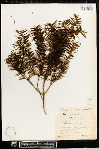 Taxus globosa image