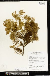 Image of Taxus mairei