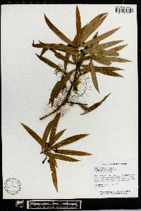 Podocarpus matudae image