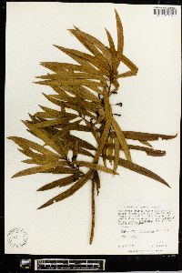 Podocarpus matudae image