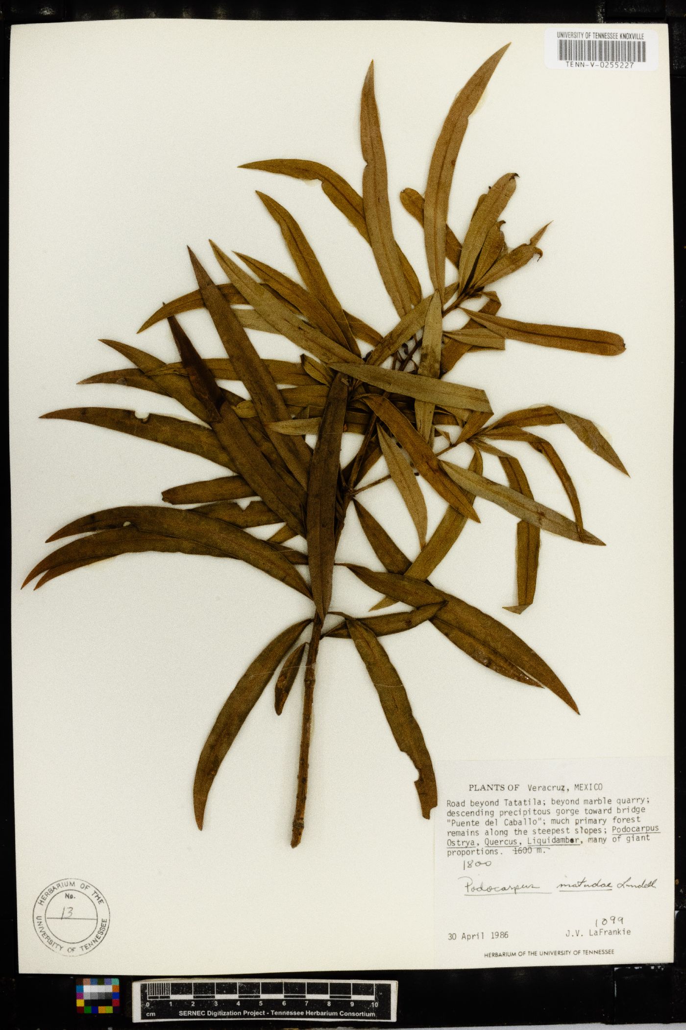 Podocarpus matudae image