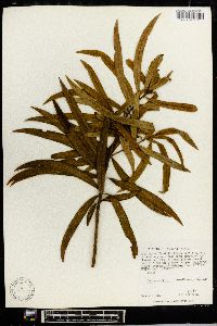 Podocarpus matudae image