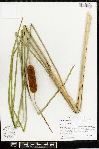 Typha angustifolia image