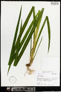 Iris pseudacorus image