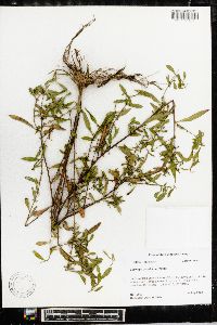 Ludwigia glandulosa image