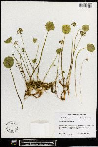 Hydrocotyle umbellata image