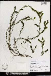 Elodea canadensis image