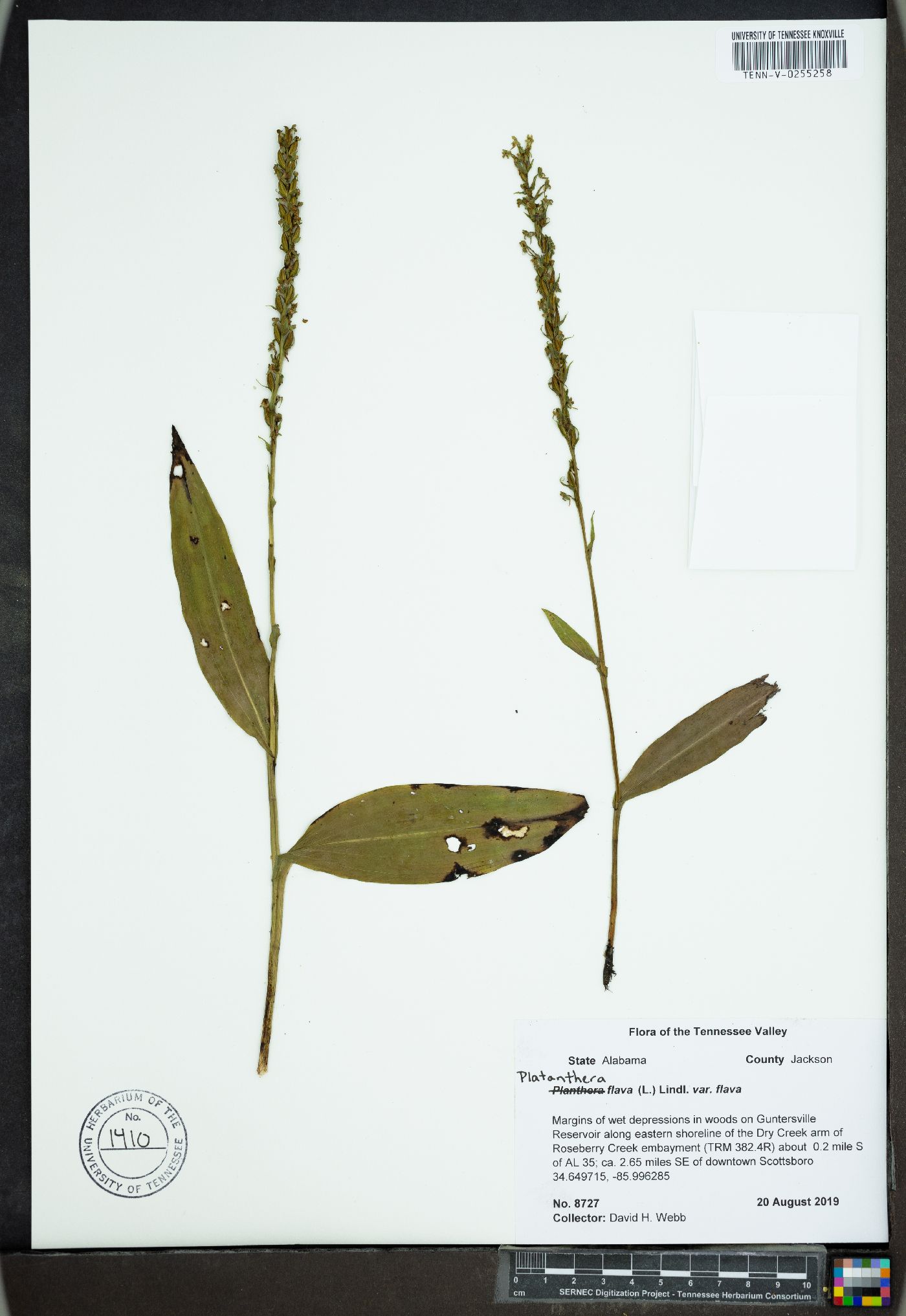 Platanthera flava var. flava image