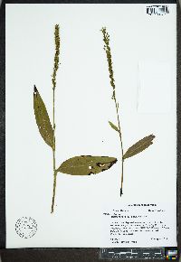 Platanthera flava image