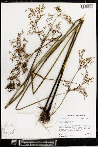 Juncus nodatus image