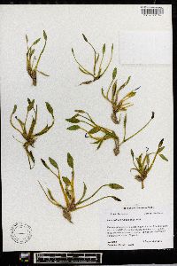 Heteranthera limosa image