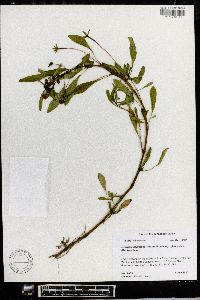 Ludwigia peploides image