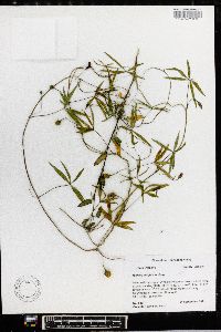 Ipomoea wrightii image