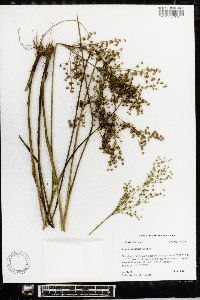 Juncus nodatus image