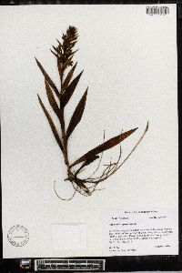 Habenaria repens image