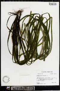 Vallisneria americana image