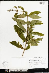 Decodon verticillatus image