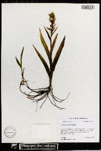 Habenaria repens image