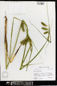 Carex comosa image