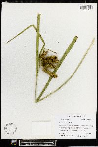 Carex comosa image