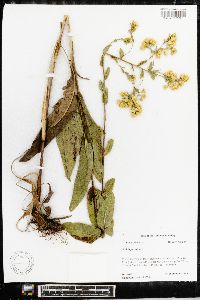 Solidago rigida image