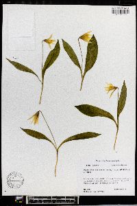 Erythronium americanum subsp. harperi image