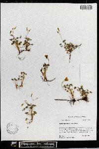 Oxalis micrantha image