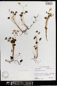 Oxalis micrantha image