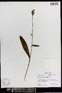 Platanthera clavellata image