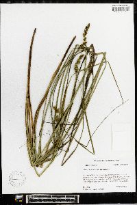 Carex decomposita image