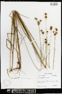 Juncus brachycarpus image