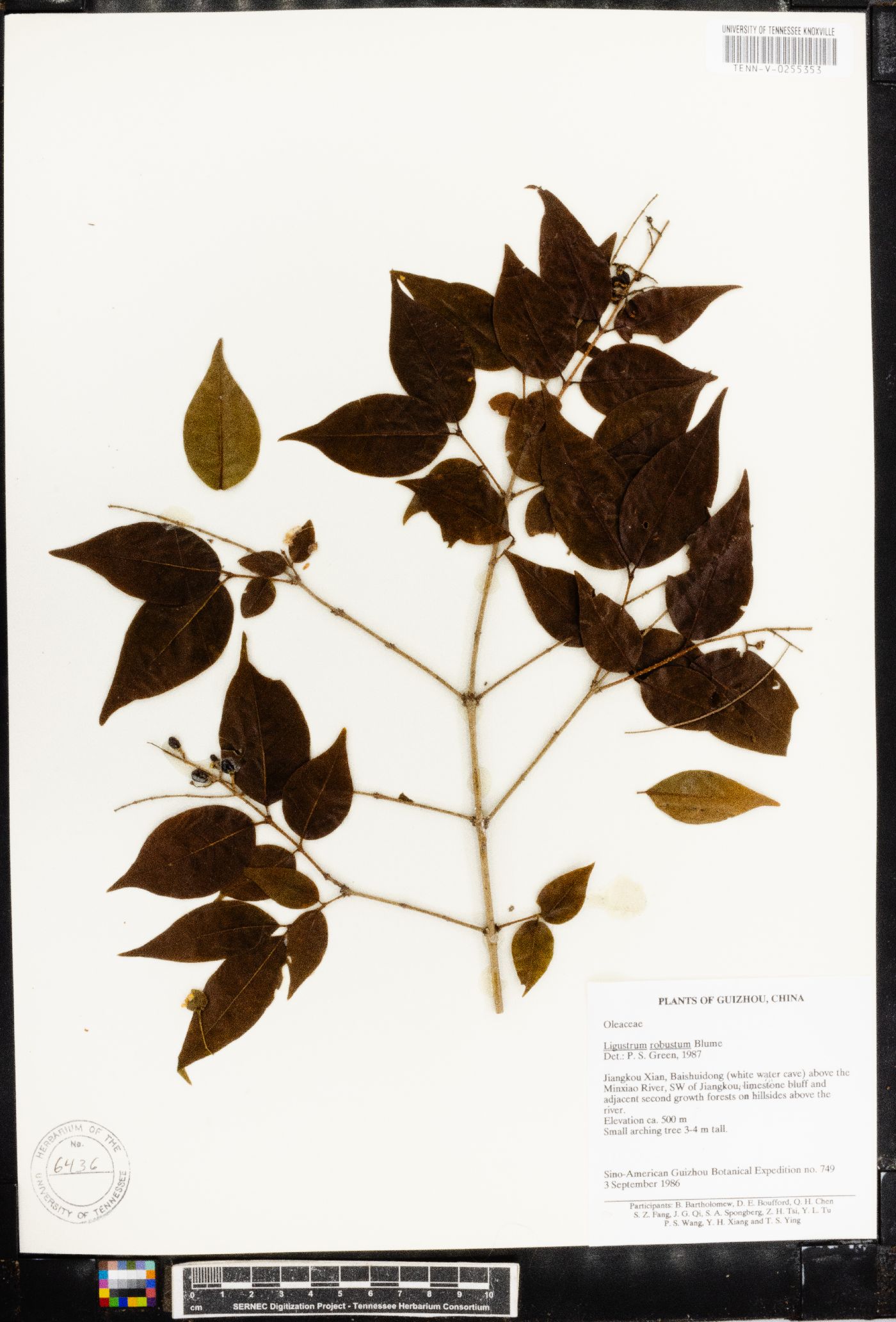 Ligustrum robustum image