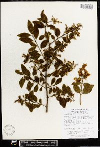 Ligustrum delavayanum image