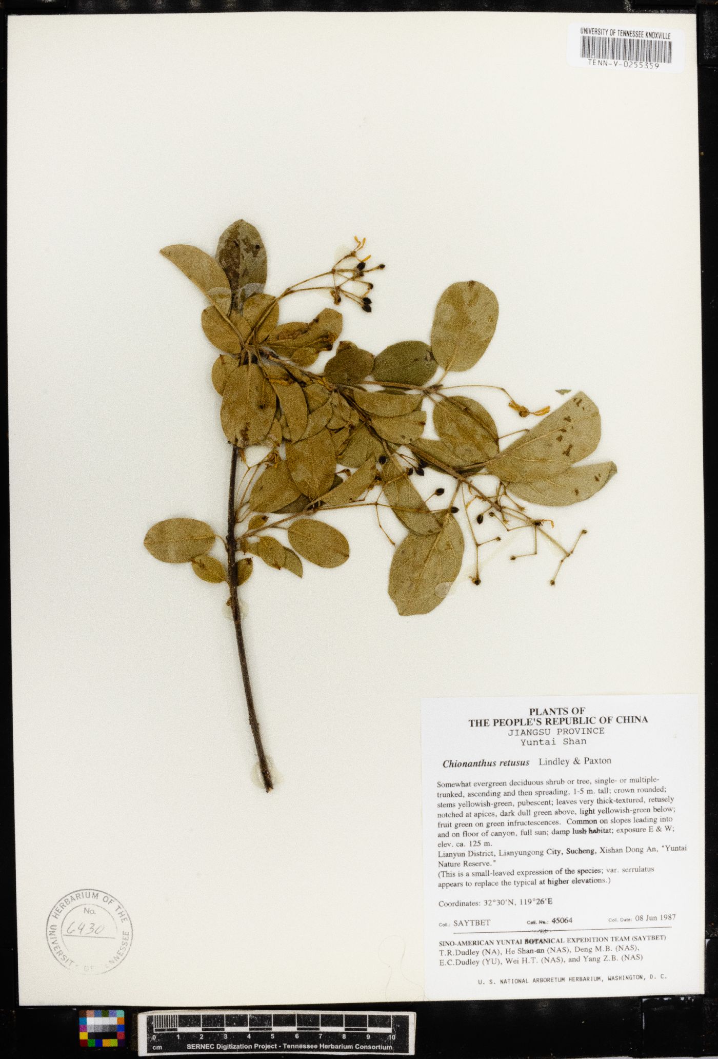 Chionanthus retusus image