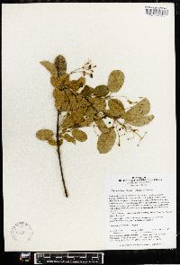 Chionanthus retusus image