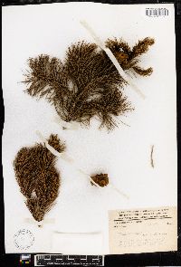 Pinus cembroides image