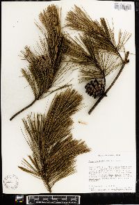 Pinus densiflora image