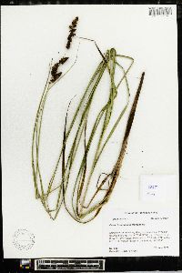 Carex decomposita image