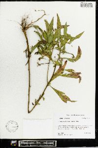 Ludwigia leptocarpa image