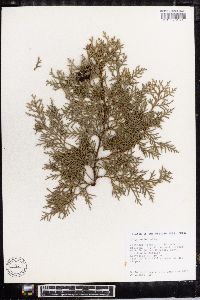 Platycladus orientalis image