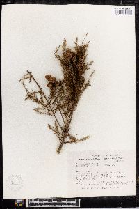 Taxodium mucronatum image