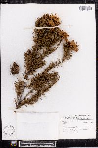 Pseudotsuga menziesii image