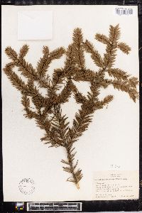 Pseudotsuga menziesii image