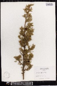 Juniperus ashei image